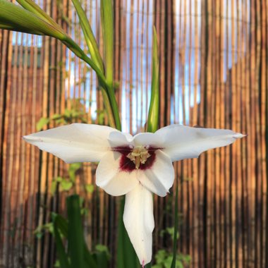 Gladiolus murielae syn. Acidanthera bicolor, Acidanthera bicolor 'Murielae', Acidanthera murielae, Gladiolus bicolor 'Murielae', Gladiolus callianthus, Gladiolus callianthus 'Murielae', Gladiolus 'Murieliae'