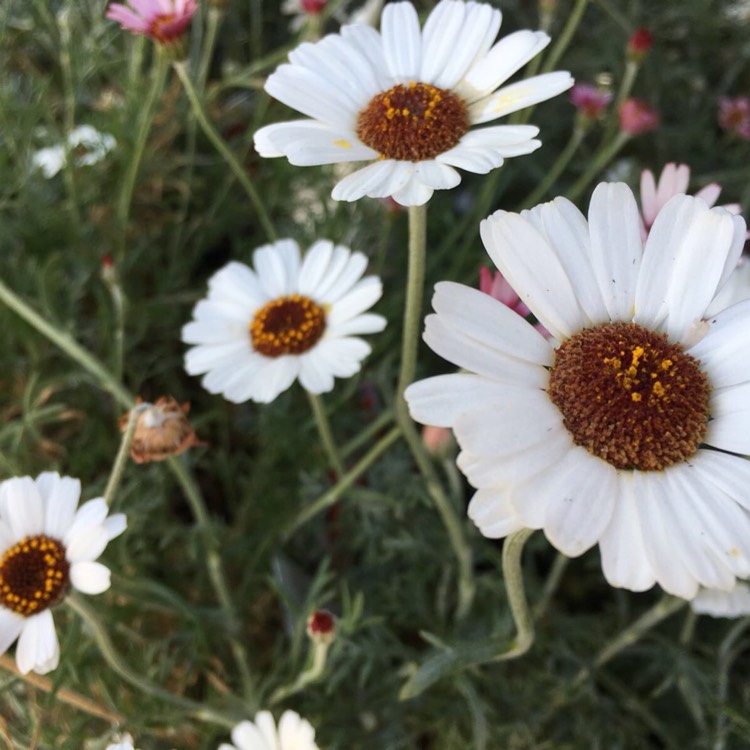 Plant image Rhodanthemum 'Casablanca' (Atlas Daisy Series)