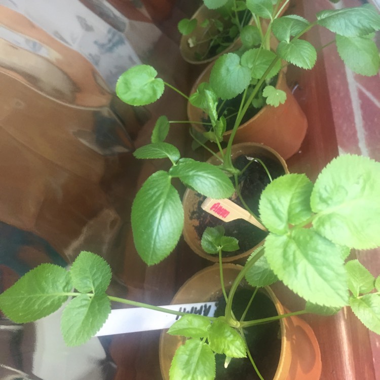 plant image 614200