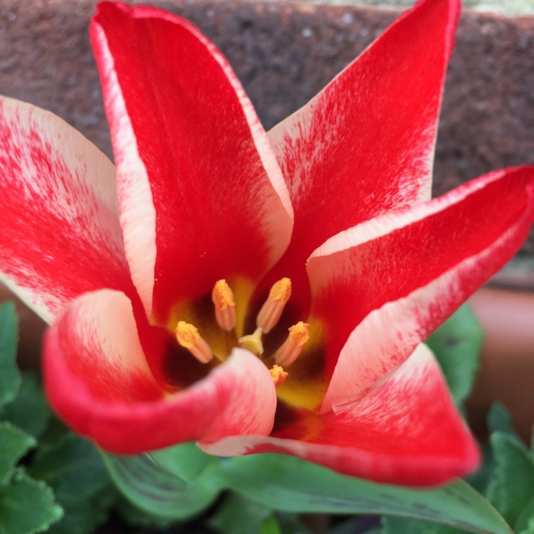 plant image 653039