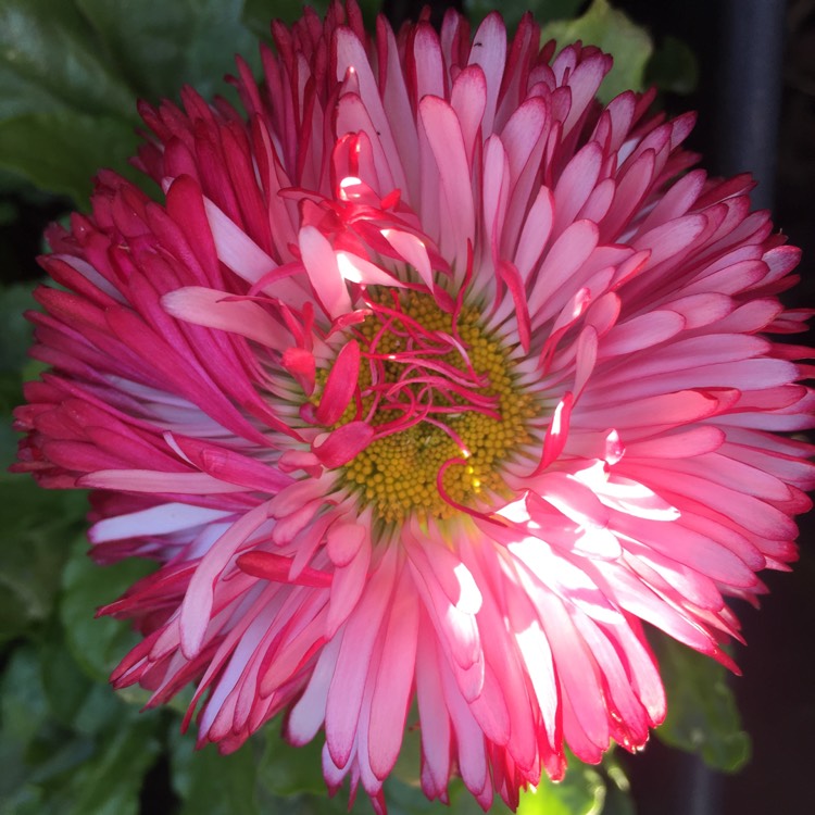 Plant image Bellis Perennis