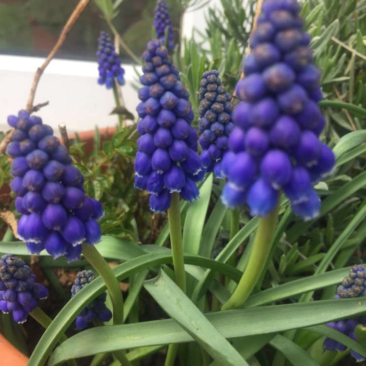 plant image 662682