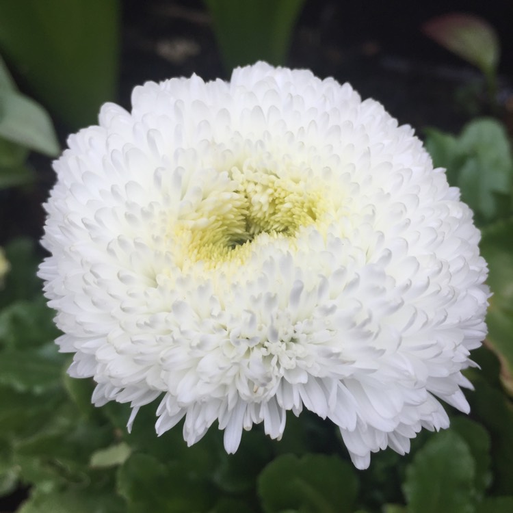 Plant image Bellis perennis Habanera
