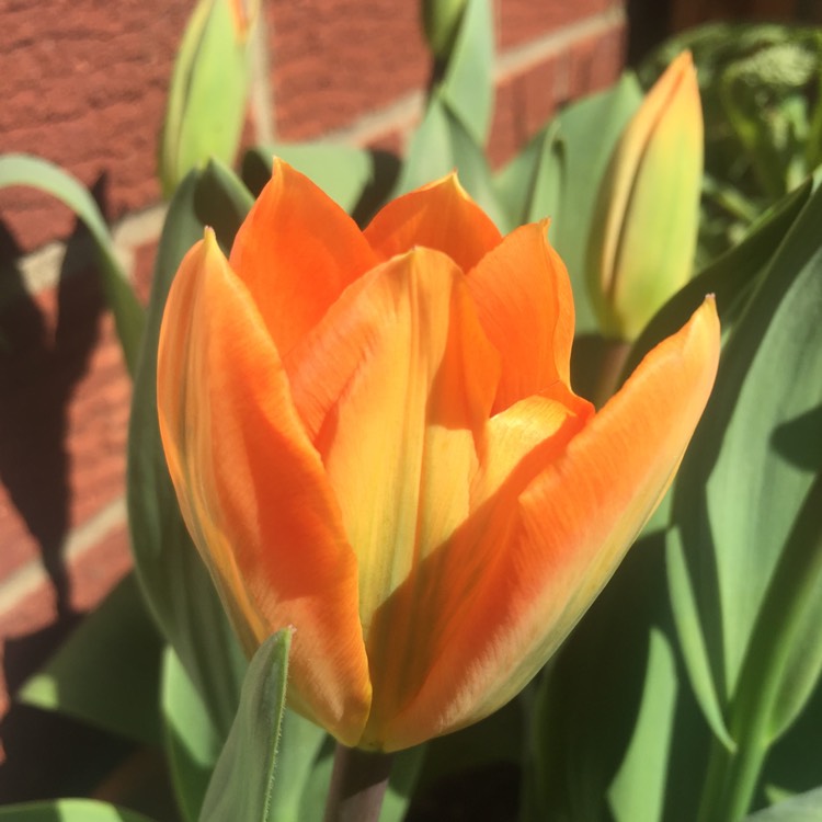 Plant image Tulipa 'Orange Emperor'