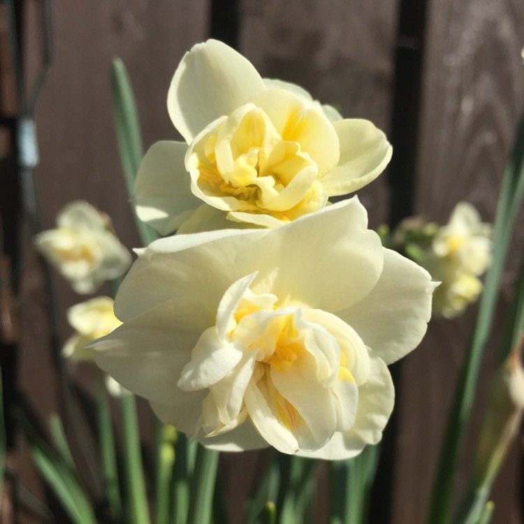 plant image 667829