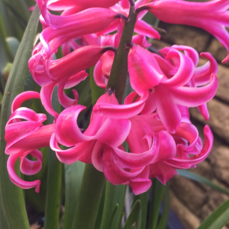 Plant image Hyacinthus orientalis 'Fondant'