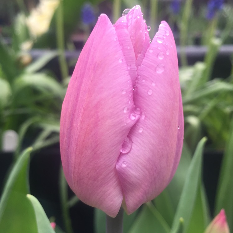 Plant image Tulipa 'Candy Prince'