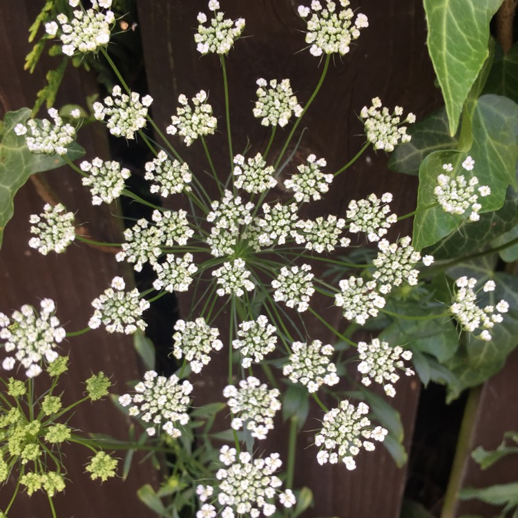 plant image 731272