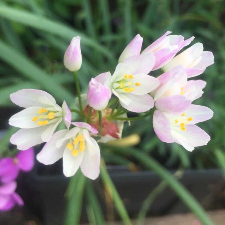 Plant image Allium roseum