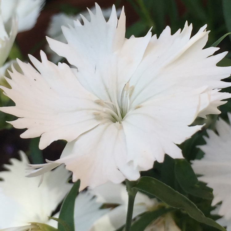 Plant image Dianthus chinensis x barbatus