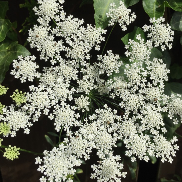 Plant image Ammi visnaga