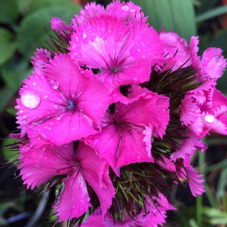 Plant image Dianthus barbatus