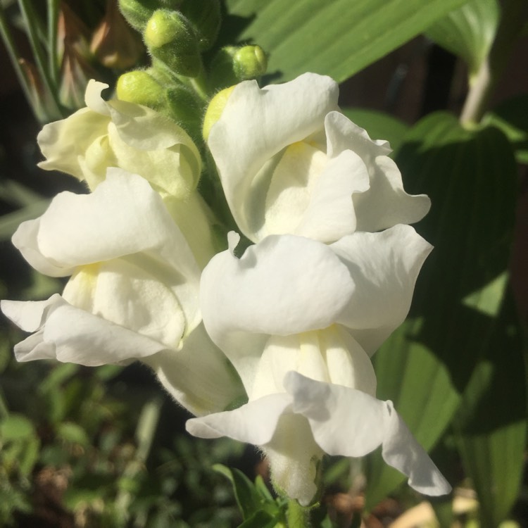 plant image 761521