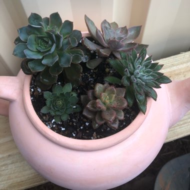 Mandy's garden