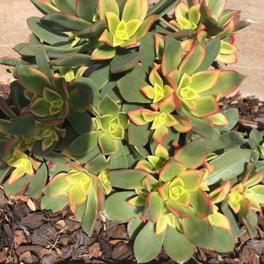 Mandy's garden