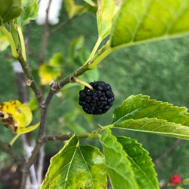 Mandy's garden