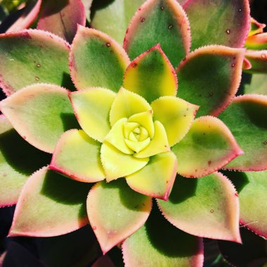 Mandy's garden