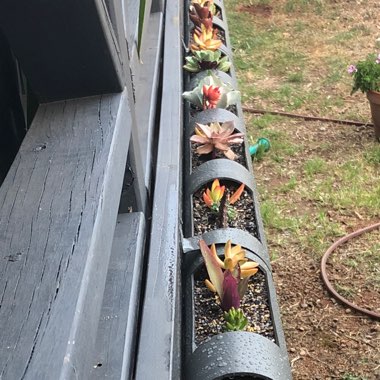 Mandy's garden