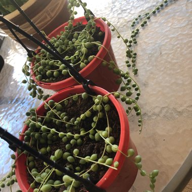 String of Pearls