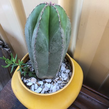 Mandy's garden