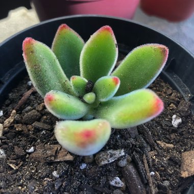 Echeveria 'Pulvinata'