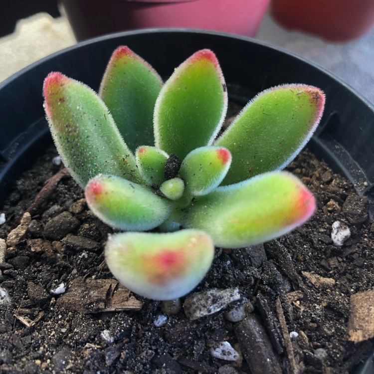 plant image 921522