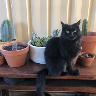 Mandy's garden