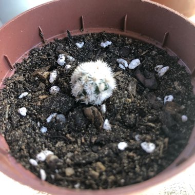 Mammillaria 'Arizona Snowcap'
