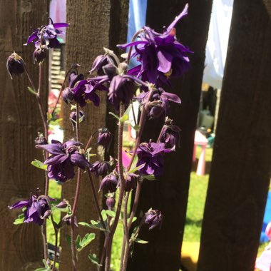 Mandy's garden