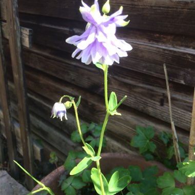 Mandy's garden