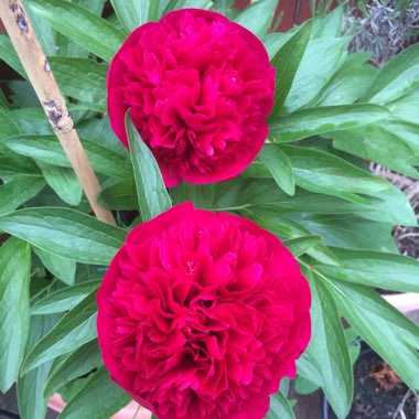 Mandy's garden