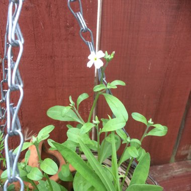 Mandy's garden