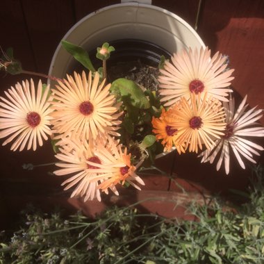 Mandy's garden