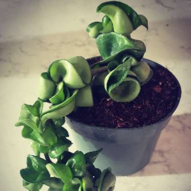 Hindu Rope Plant, Indian Rope plant