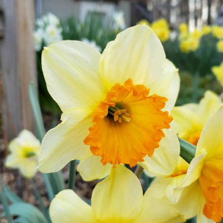 plant image 1004268