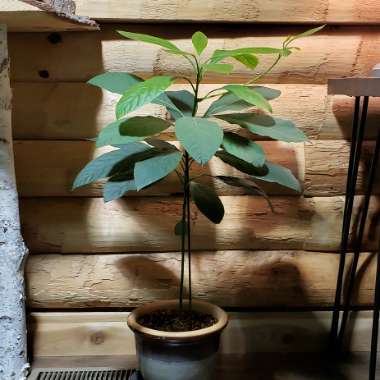Persea americana  syn. Persea gratissima