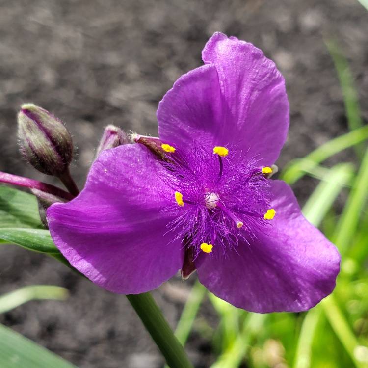 Plant image Tradescantia (Andersoniana Group) 'Purple Dome'