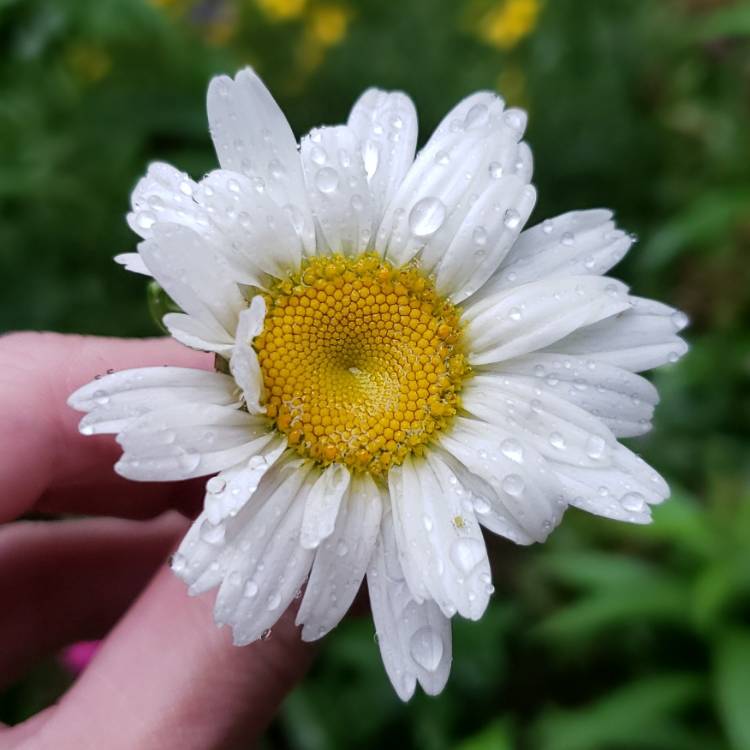 Plant image Bellis perennis