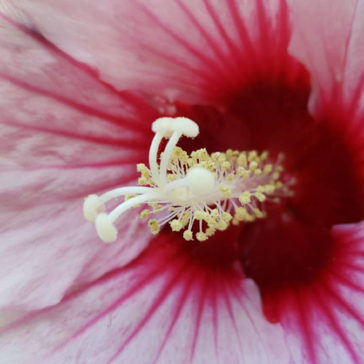 plant image 1151455