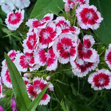 Dianthus