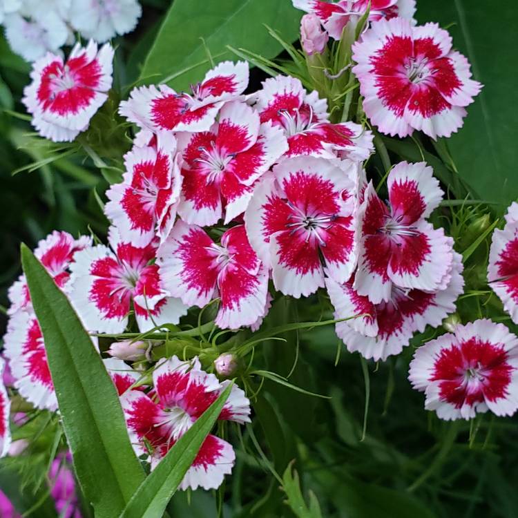 plant image 1329795 plant image 1329795