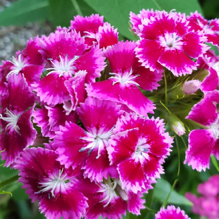 plant image 1329796 plant image 1329796
