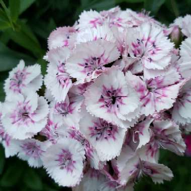 Dianthus
