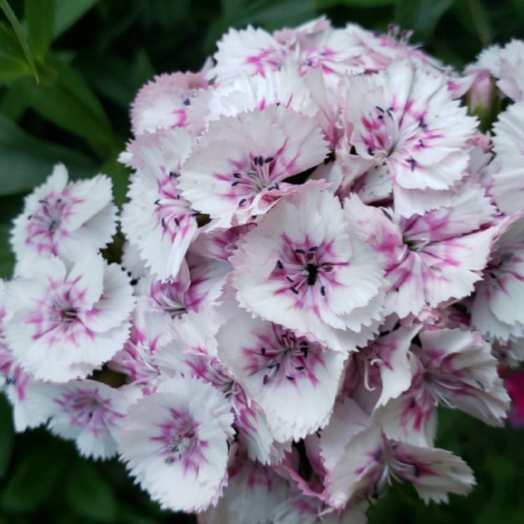 plant image 1329797 plant image 1329797