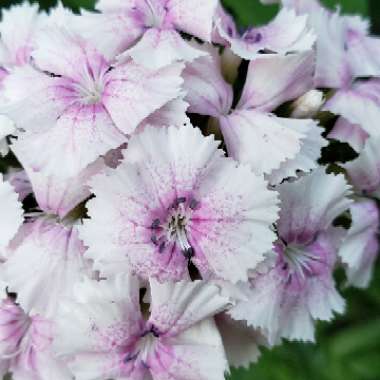 Dianthus