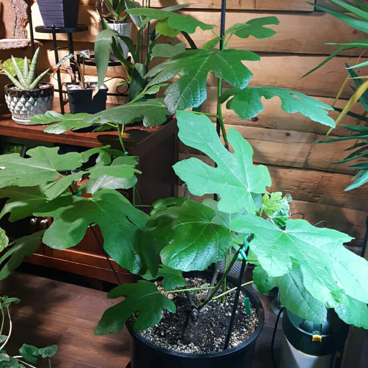 plant image 663157