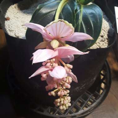Medinilla magnifica