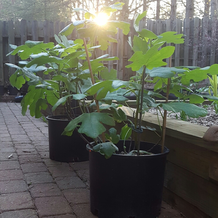 Plant image Ficus carica 'Chicago Hardy' syn. Ficus carica 'Chicago', Ficus carica 'Hardy Chicago'