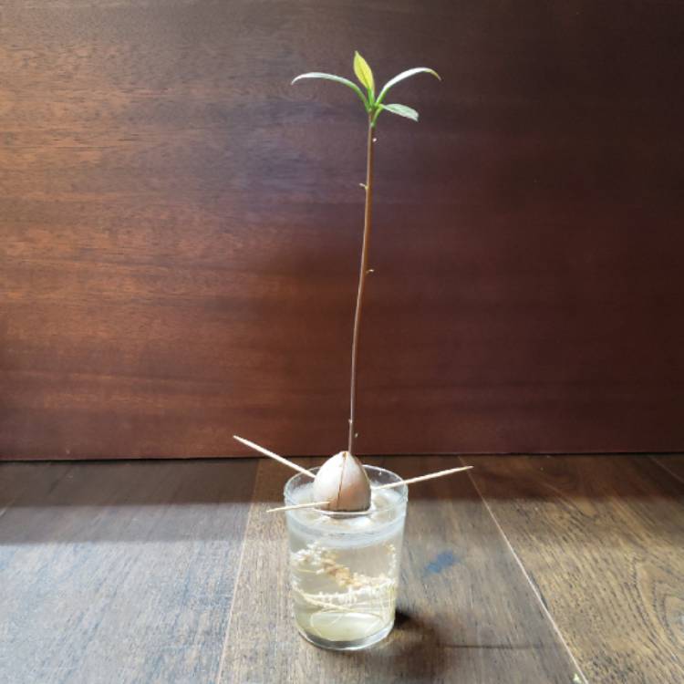 plant image 765715 plant image 765715