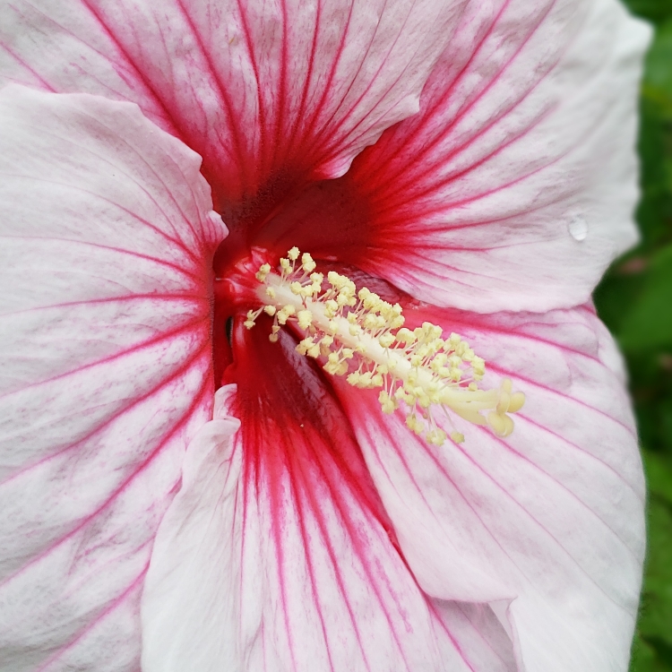 Plant image Hibiscus moscheutos 'Kopper King'